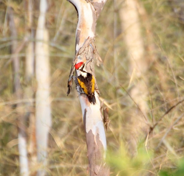 White-naped Flameback