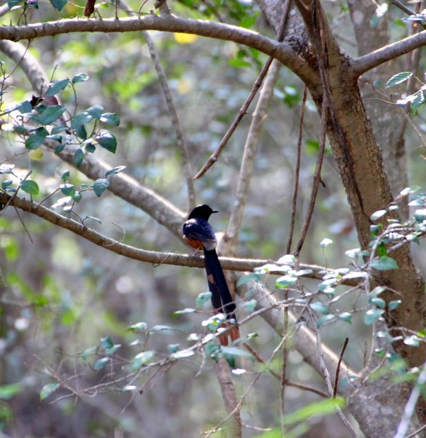 White-rumped Shama