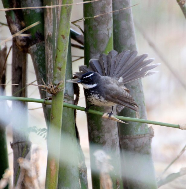 White-spotted Fantail 1