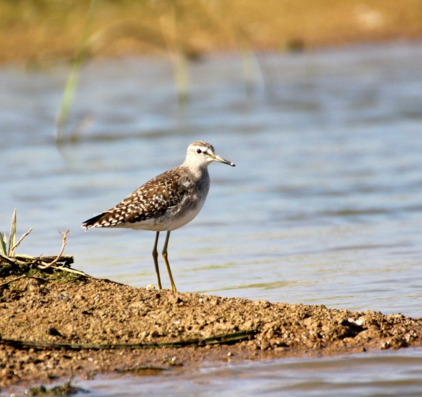 Wood Sandpiper
