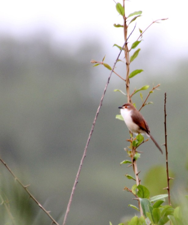 Yellow-eyed Babbler